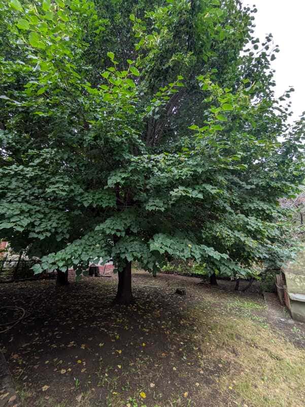 Casa, Las vegas, jardin, parque, inmobiliaria, venta, precio, oportunidad